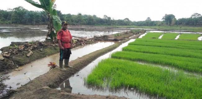 Mukomuko Usulkan Cetak Sawah Baru 300 Hektare