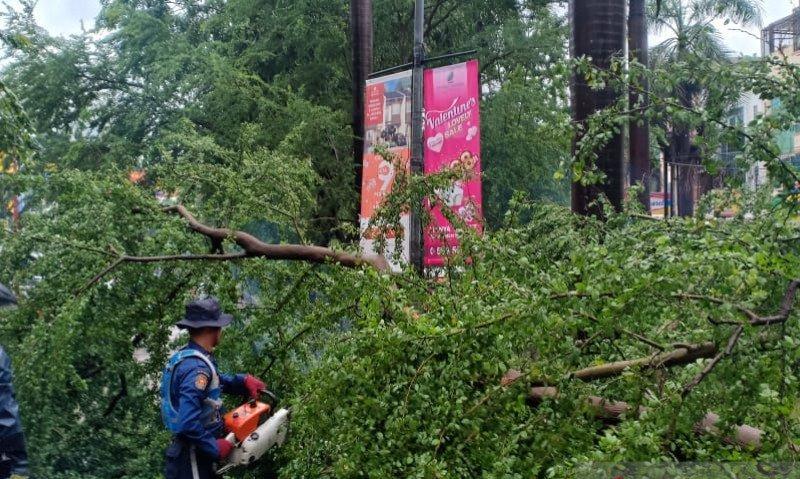 4.639 Pohon di Jakarta Pusat Dipangkas