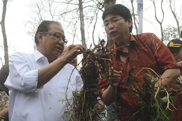 Panen Kacang