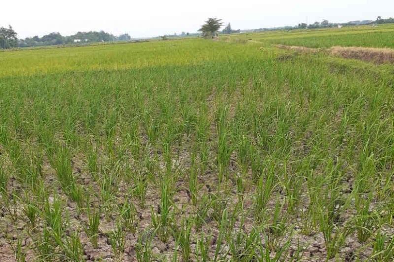 Lebih 1.300 Hektare Padi di Indramayu Terancam Gagal Panen