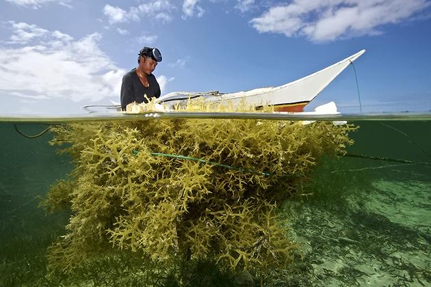 Produk Rumput Laut Lolos Standardisasi di AS