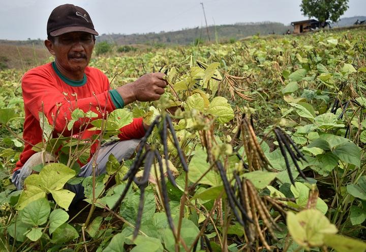 Panen Kacang Hijau