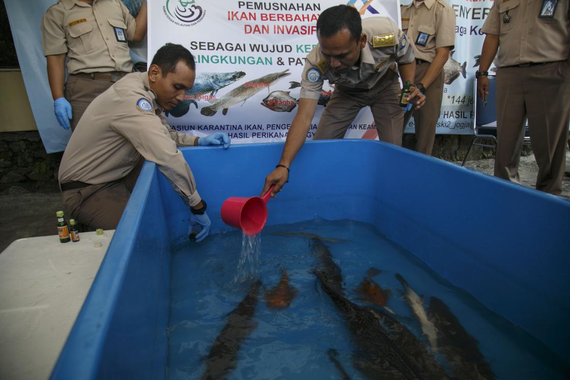 Musnahkan Ikan Berbahaya