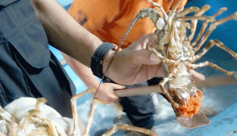 Nelayan Diminta Tak Tangkap Lobster Bertelur