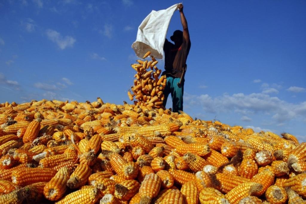 Produksi Jagung Terus Dipacu