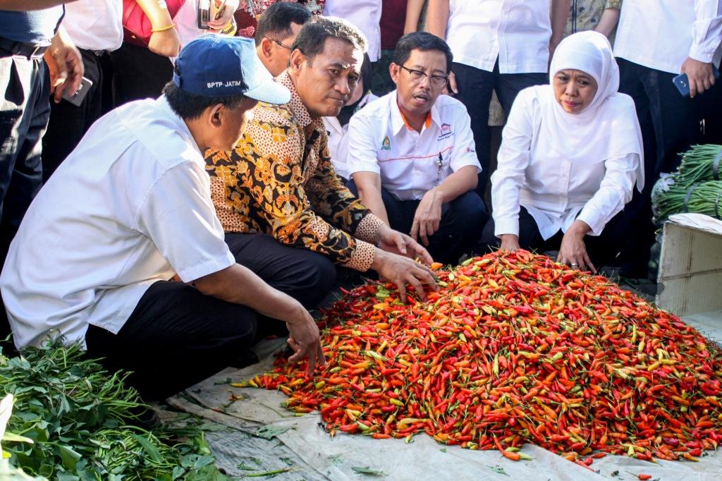 Bulog Diminta Serap Cabai Petani