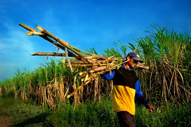 Petani Tebu Desak Mendag Naikkan HET