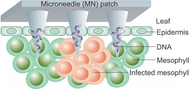 Teknik 'Microneedle' : Mempercepat Deteksi Penyakit Tanaman