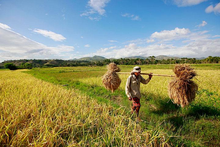 Daya Beli Petani Turun