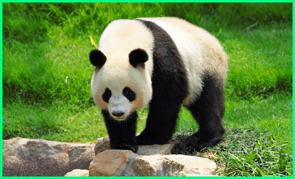 Panda Raksasa Kelahiran AS Akhirnya Punya Nama 'Xiao Qi Ji' atau Keajaiban Kecil