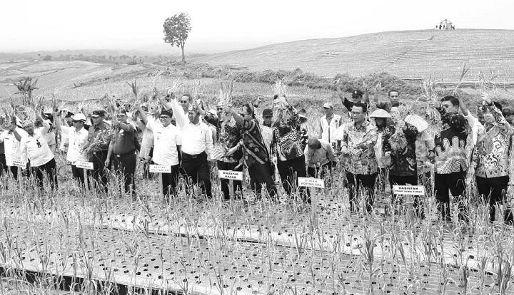 Banyuwangi Jadi Sentra Produksi Bawang Putih