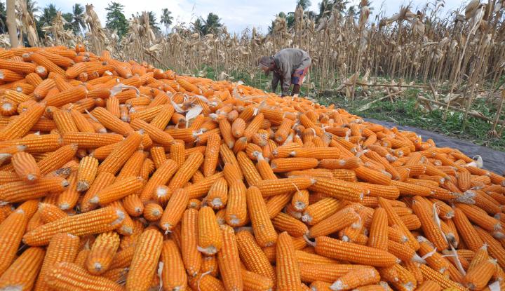 Akurasi Data Jagung Penting Bagi Industri Ternak