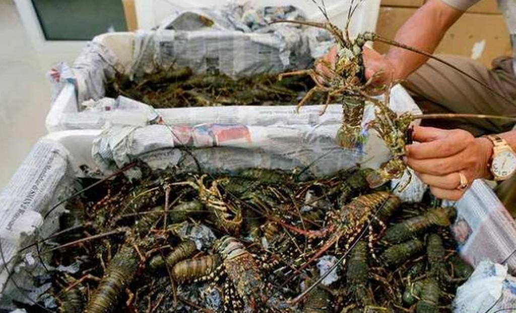 KKP Selamatkan Rp30 Miliar dari Penyelundupan Lobster