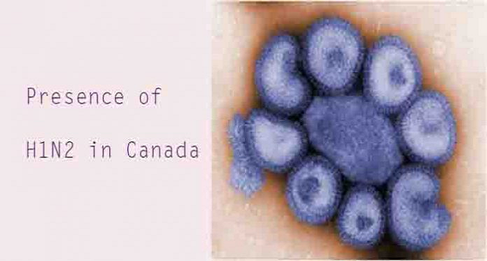 Kanada Temukan Jenis Flu Babi Langka