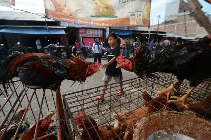 Pemerintah Intervensi Daging Ayam