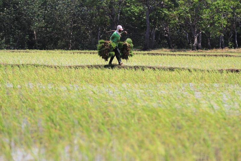 Mesti Ada Program Prioritas Bangun Pertanian Modern