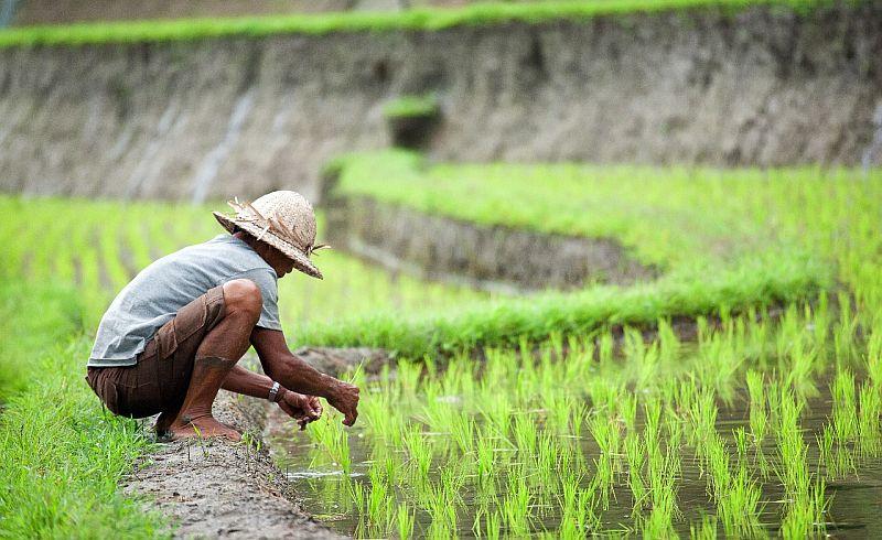 Daya Beli Petani Turun