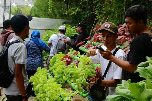 Panen Hydroponik Bareng Ala Aston Sentul