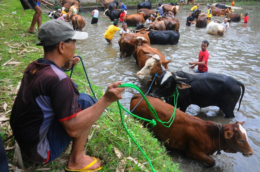 Tradisi Ngguyang Sapi