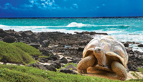 Wisata  Petualangan  di Galapagos