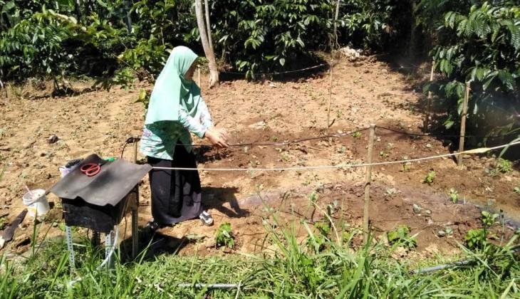 Misi Hempas untuk Mitigasi Embun Upas di Dieng