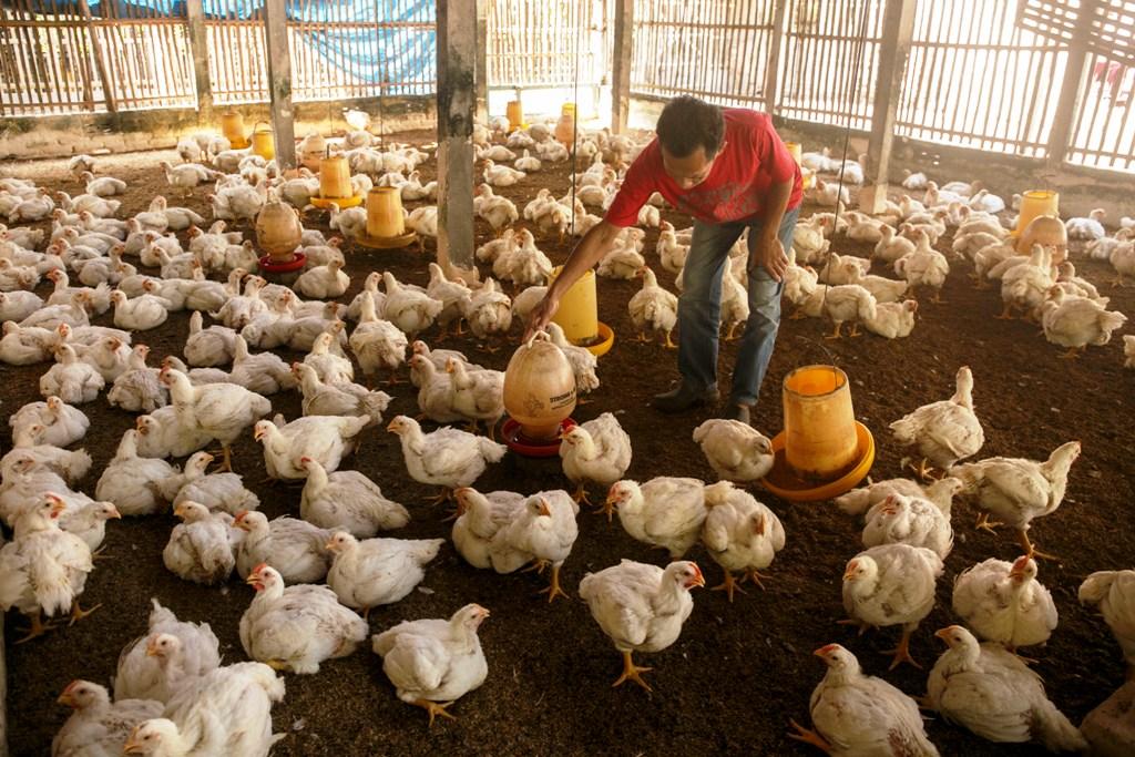 Efek Domino Penurunan Harga Ayam Perlu Diwaspadai
