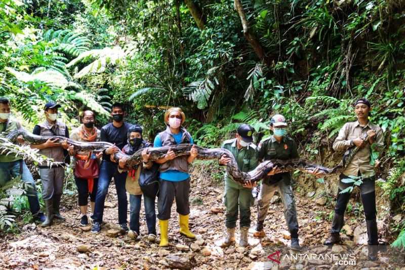 Phyton Raksasa 9 Meter Seberat 120 Kg Diliarkan