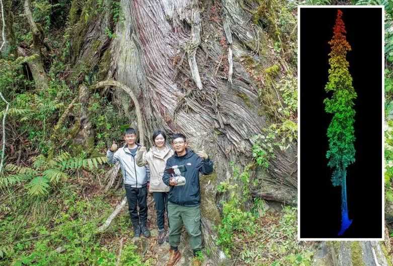 Pohon Cemara Setinggi Patung Liberty Ditemukan di Grand Canyon Tibet