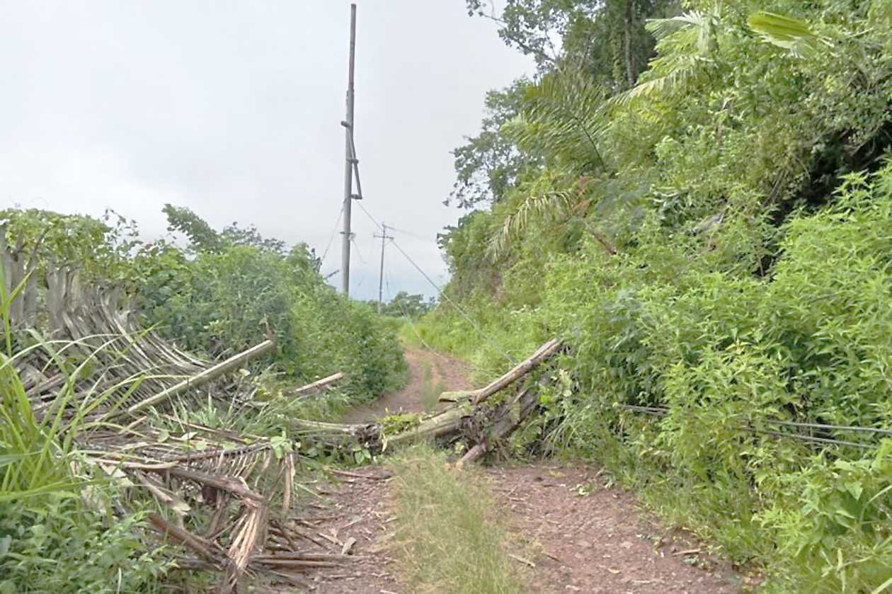 Pohon Tumbang Akibat Angin Kencang Timpa Tiang Listrik di Kecamatan Sano Nggoang Mabar