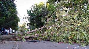 Pohon Tumbang Timpa Warung