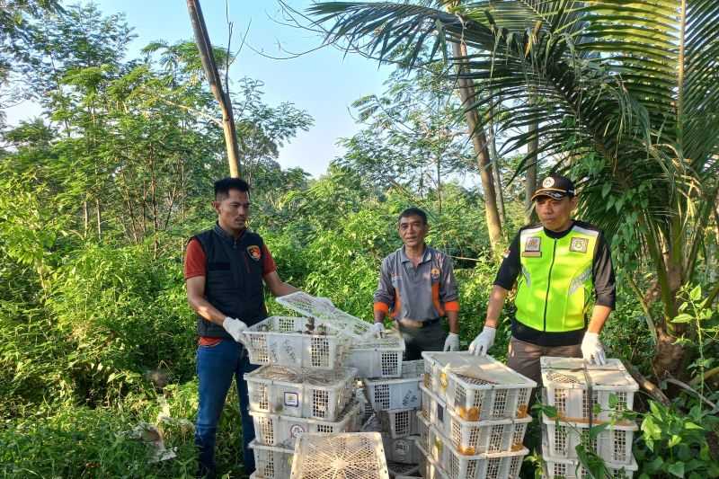 Polisi-BKSDA Melepasliarkan Burung Hasil Sitaan di Pelabuhan Bakauheni