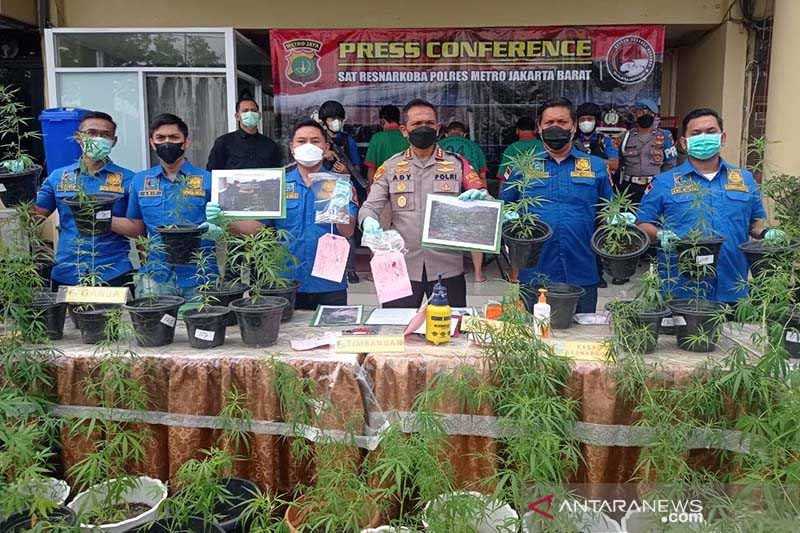 Polisi Bongkar Kasus Penanaman Ganja Hidroponik