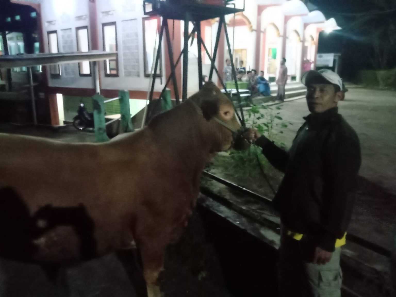 Politikus Berambut Putih Ganjar Pranowo Kurban Sapi Metal Berat 530 Kilogram di Desa Wadas, Purworejo