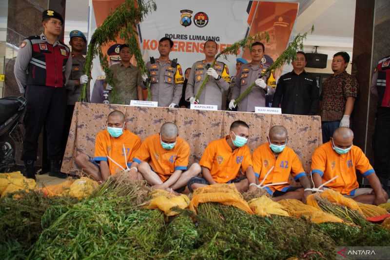 Polres Lumajang Kembali Temukan Ribuan Batang Tanaman Ganja di Lereng Gunung Semeru