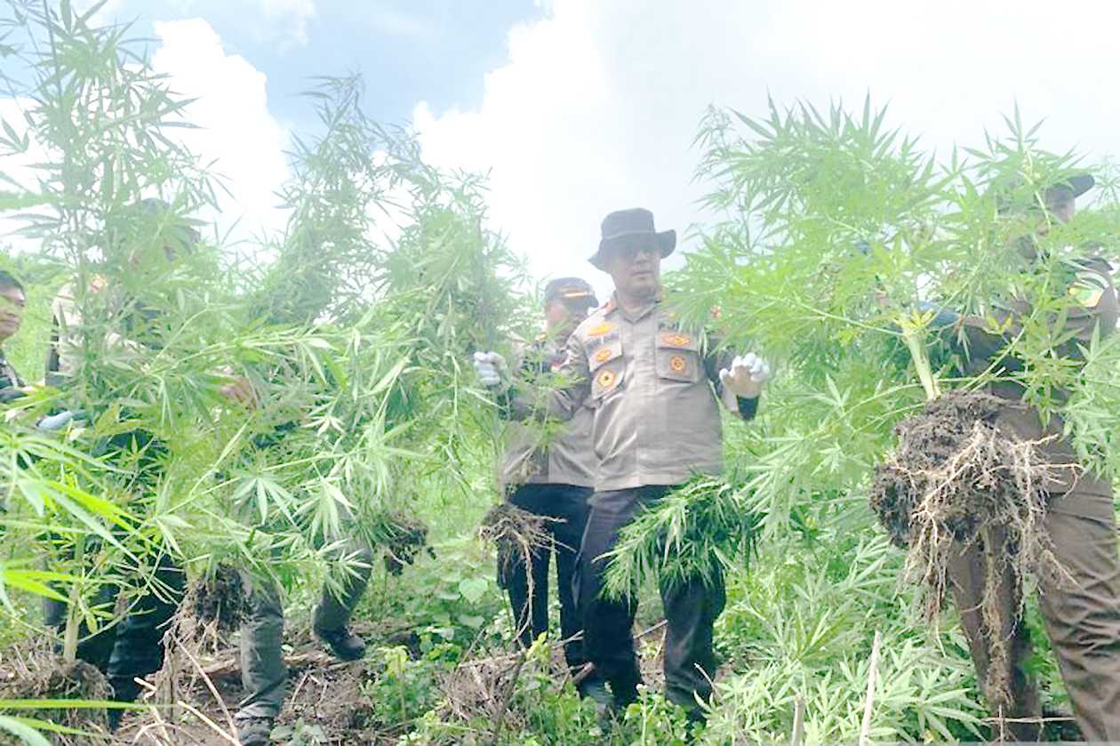 Polresta Temukan 450 Pohon Ganja di Pegunungan Aceh Besar