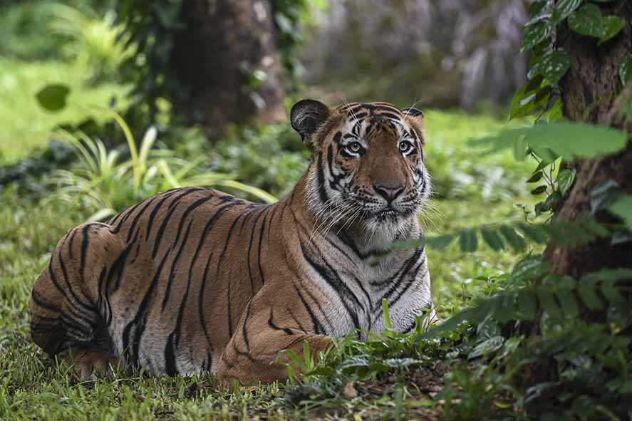 Populasi Harimau India Naik