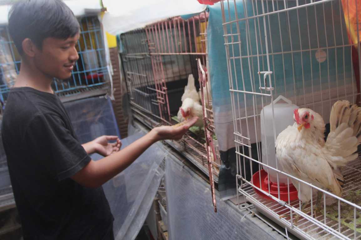 Potensi Bisnis Ayam Hias