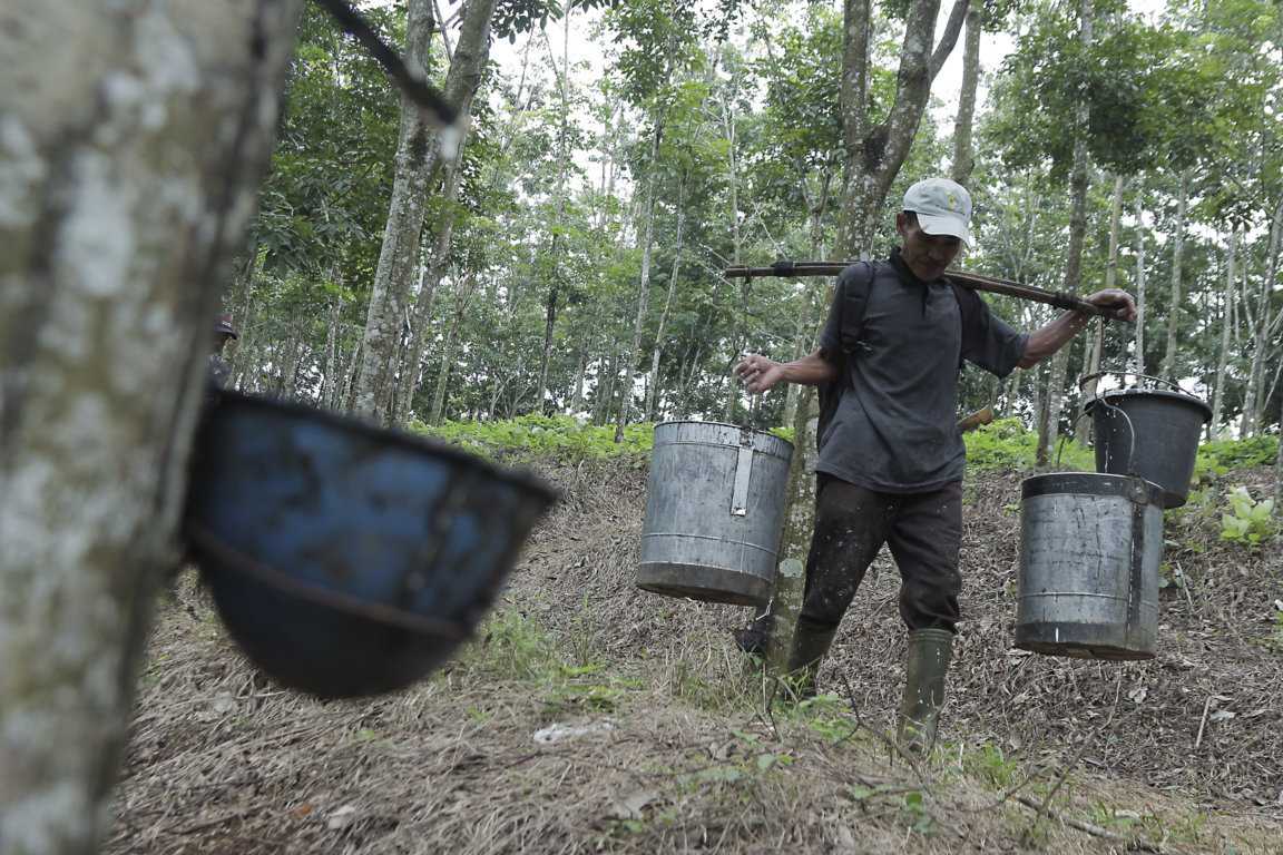 Potensi Produksi Karet