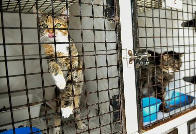 Prancis Akan Larang Penjualan Anjing dan Kucing di Toko Hewan