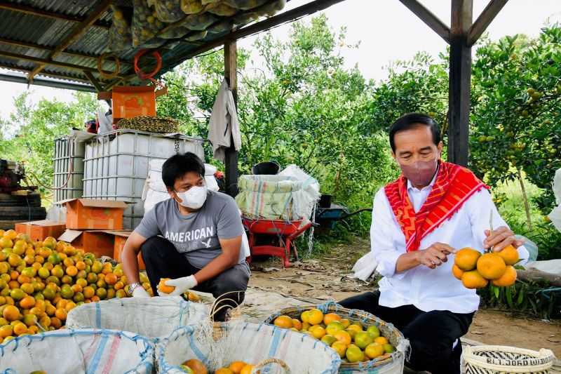 Presiden Harapkan Pendampingan Petani Jeruk Karo