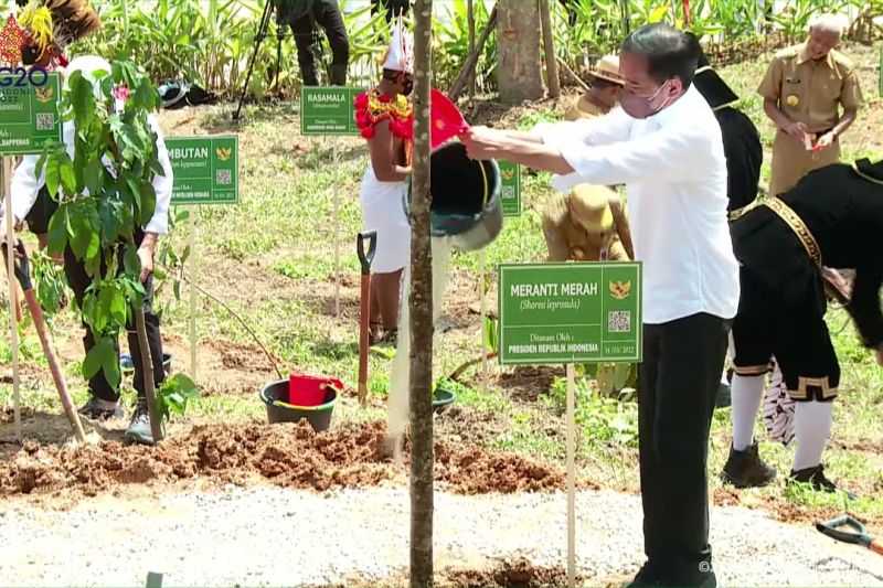 Presiden Jokowi Tanam Pohon Meranti Merah di Titik Nol IKN Nusantara