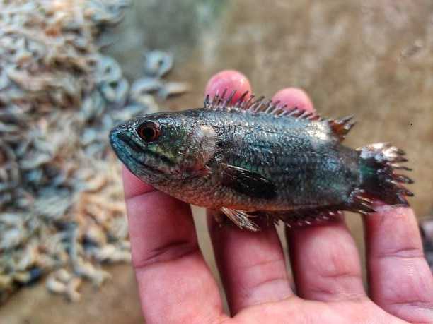 Pria ini Hampir Mati, Setelah Ikan Berduri Lompat dan Tidak Sengaja Masuk ke Dalam Mulutnya