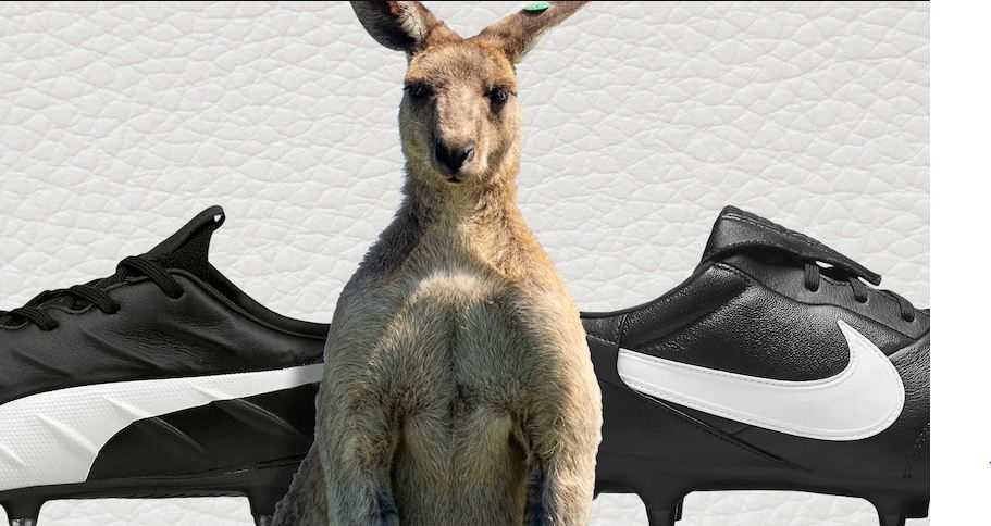 Pro-Kontra Perburuan Kangguru di Australia, Ini yang Dilakukan Canberra