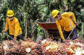 Produksi dan Ekspor CPO Naik, Stok Berkurang