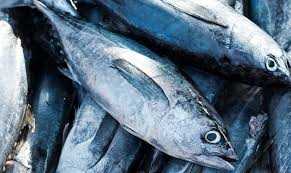 Produksi ikan Sungailiat Capai Rp15 Miliar