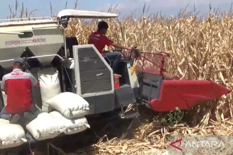 Produksi Jagung di Ngawi Jadi Andalan Ekonomi Petani