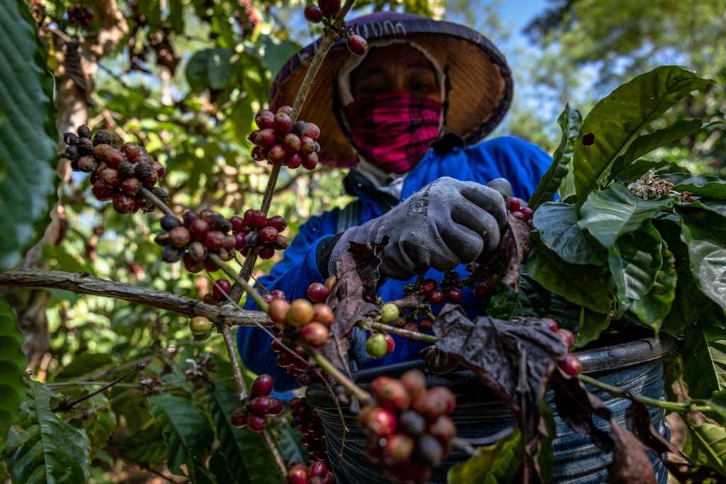 Produksi Kopi Meningkat