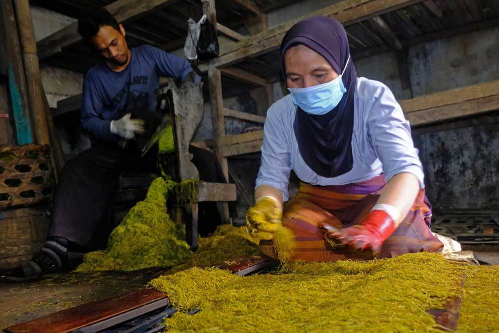 Produksi Tembakau Garangan