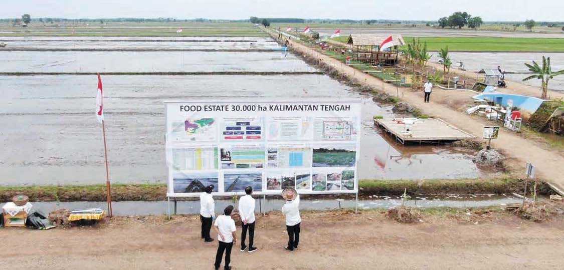 Produktivitas dari Food Estate di Lahan Stabil Lebih Tinggi