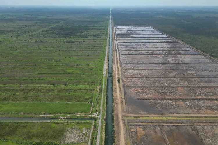 Program Cetak Sawah Didukung Penuh Presiden Terpilih Prabowo